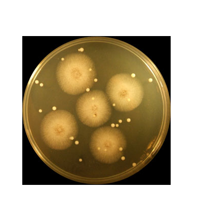 OGYE Agar Base-105978.0500